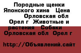 Породные щенки Японского хина › Цена ­ 25 000 - Орловская обл., Орел г. Животные и растения » Собаки   . Орловская обл.,Орел г.